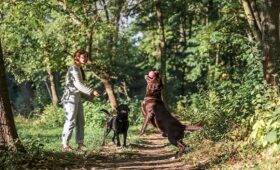 Rutas turísticas con perros