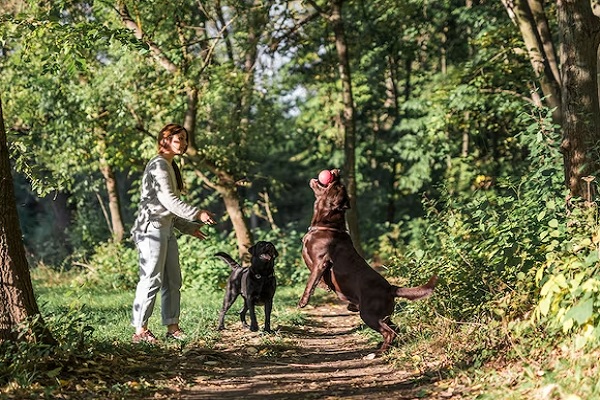 Rutas turísticas con perros