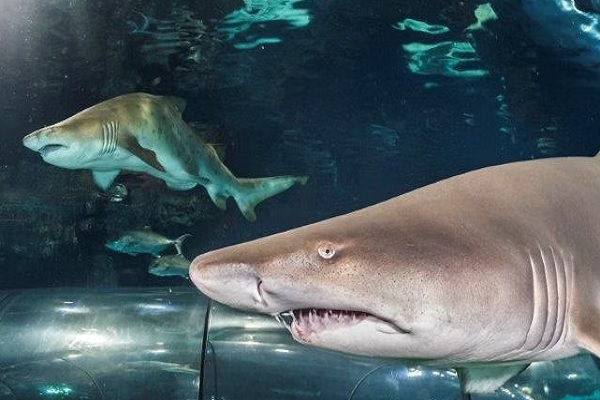 aquarium de Barcelona