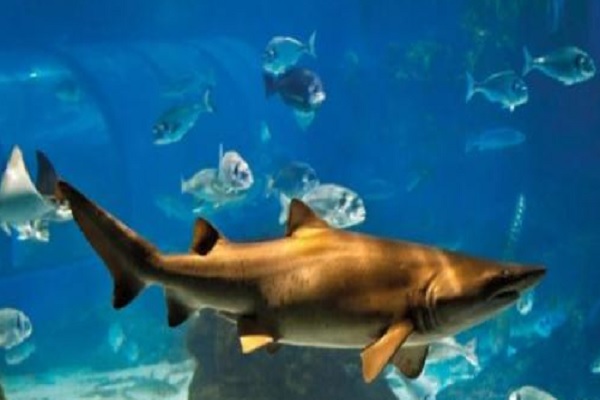 aquarium de Barcelona