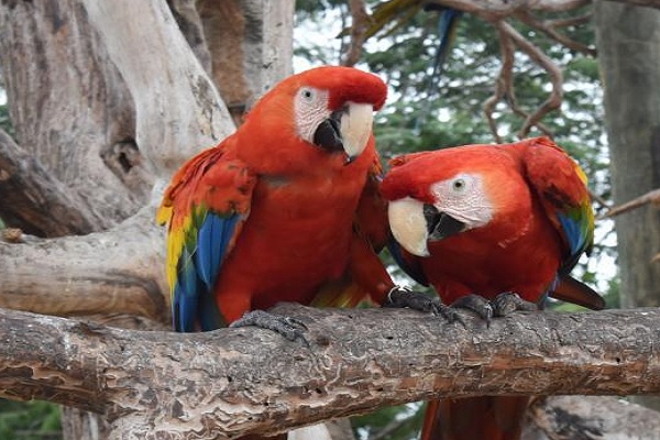 aviario zoo Barcelona