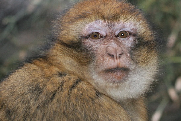 pequeño primate zoo
