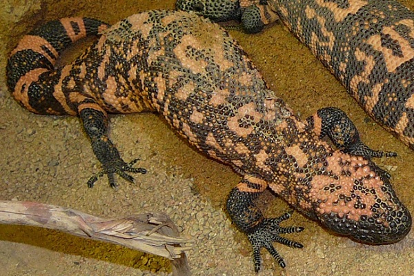 terrario zoo Barcelona