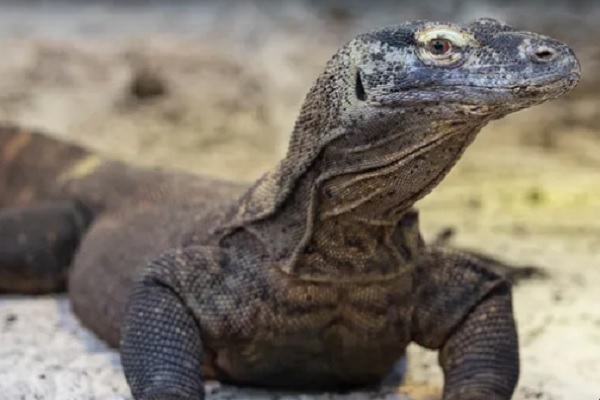 tierra de dragones zoo Barcelona