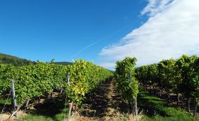 viñedos-cerca-de-Barcelona
