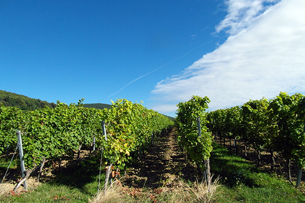 viñedos-cerca-de-Barcelona